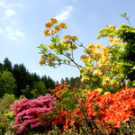 Jardin Botanique de Gondremer