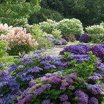 Collection d’Hydrangea Shamerock