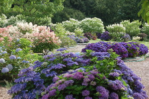 Collection d’Hydrangea Shamerock