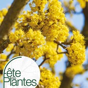 Fête des Plantes Printemps 2026 St Jean de Beauregard